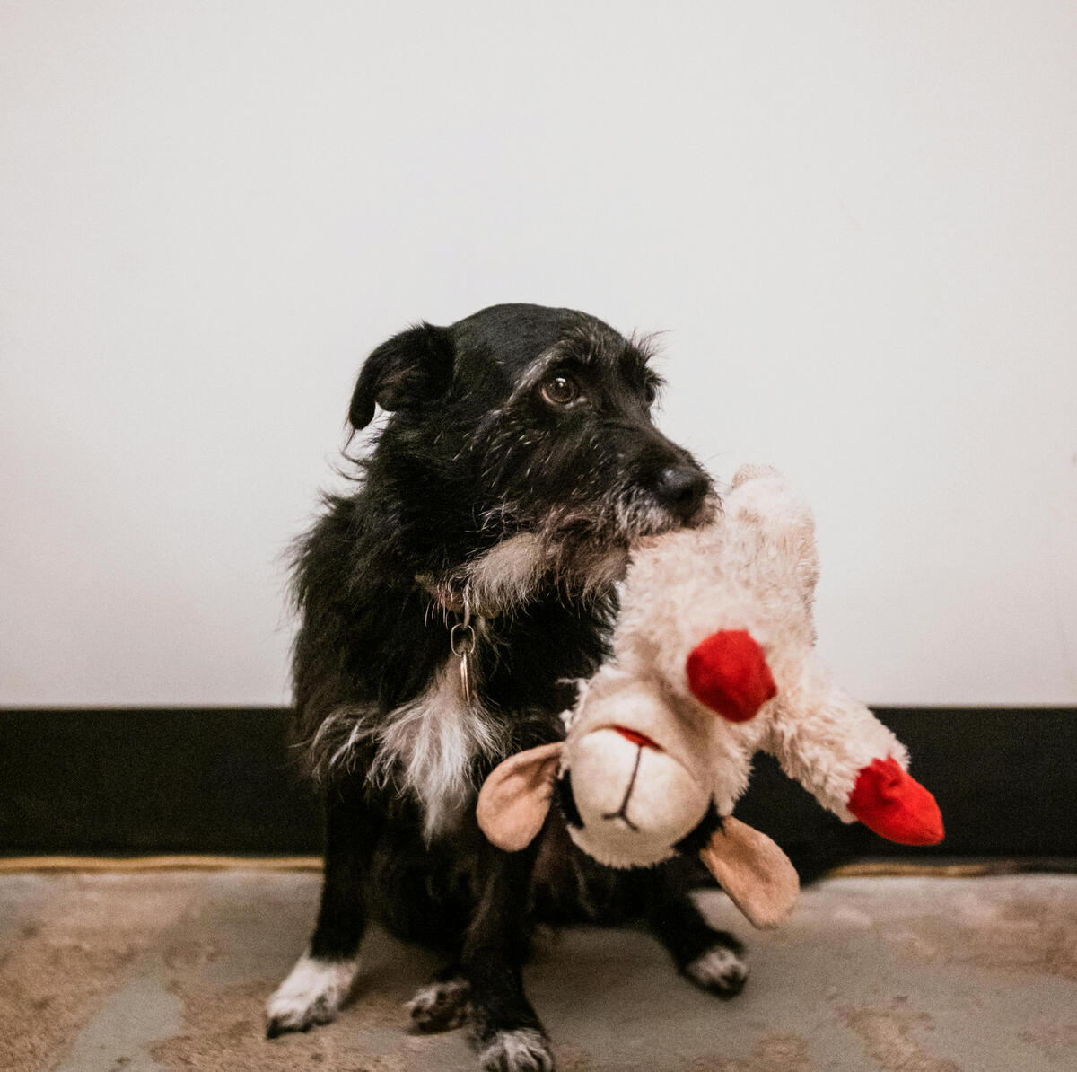 Calm dogs main image Calming dog products section header image