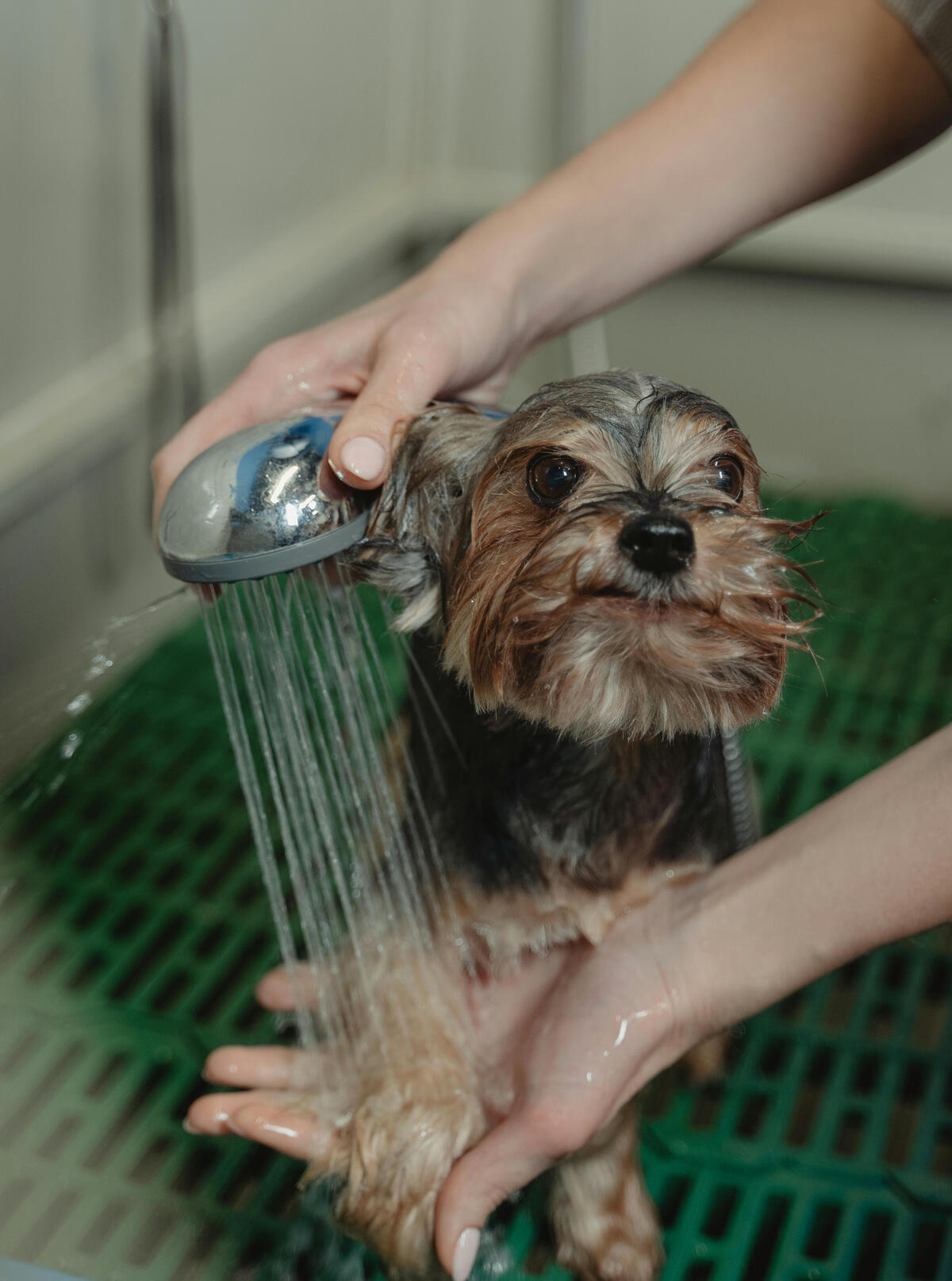 Dog grooming main image Dog grooming section header image